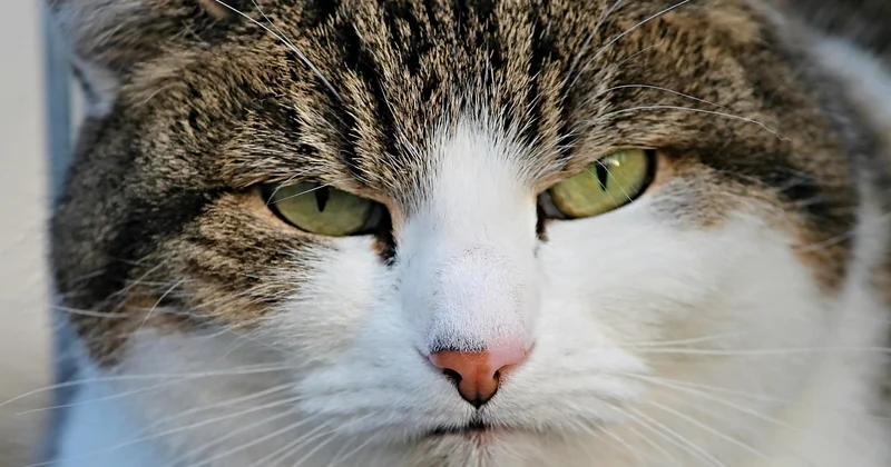 Ce que le dérangement fait réellement aux animaux